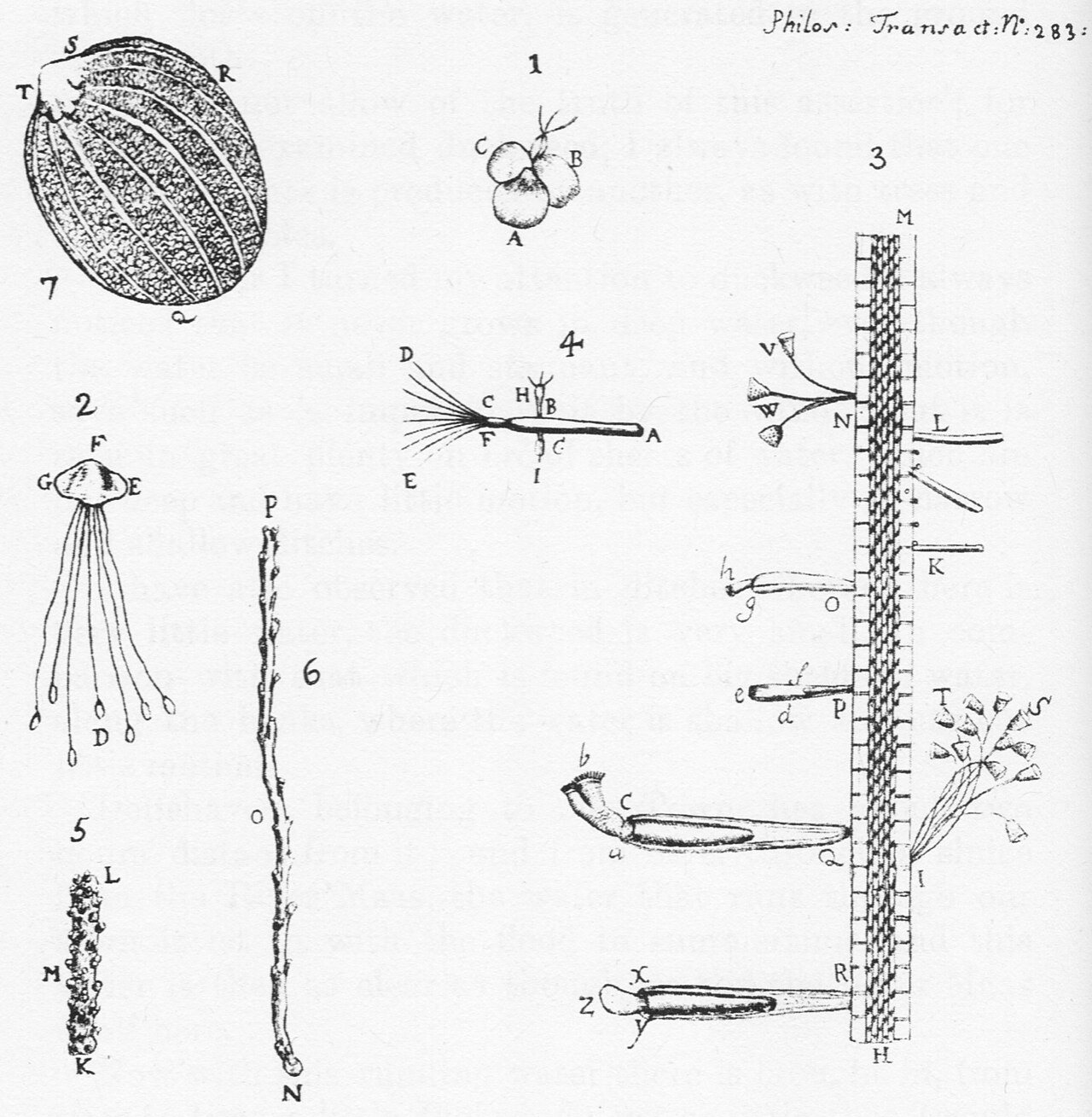 Historical plate illustrating microscopic animalcules associated with Leeuwenhoek’s observations on duckweed, showing multiple small organisms and structures arranged in labeled figures.
