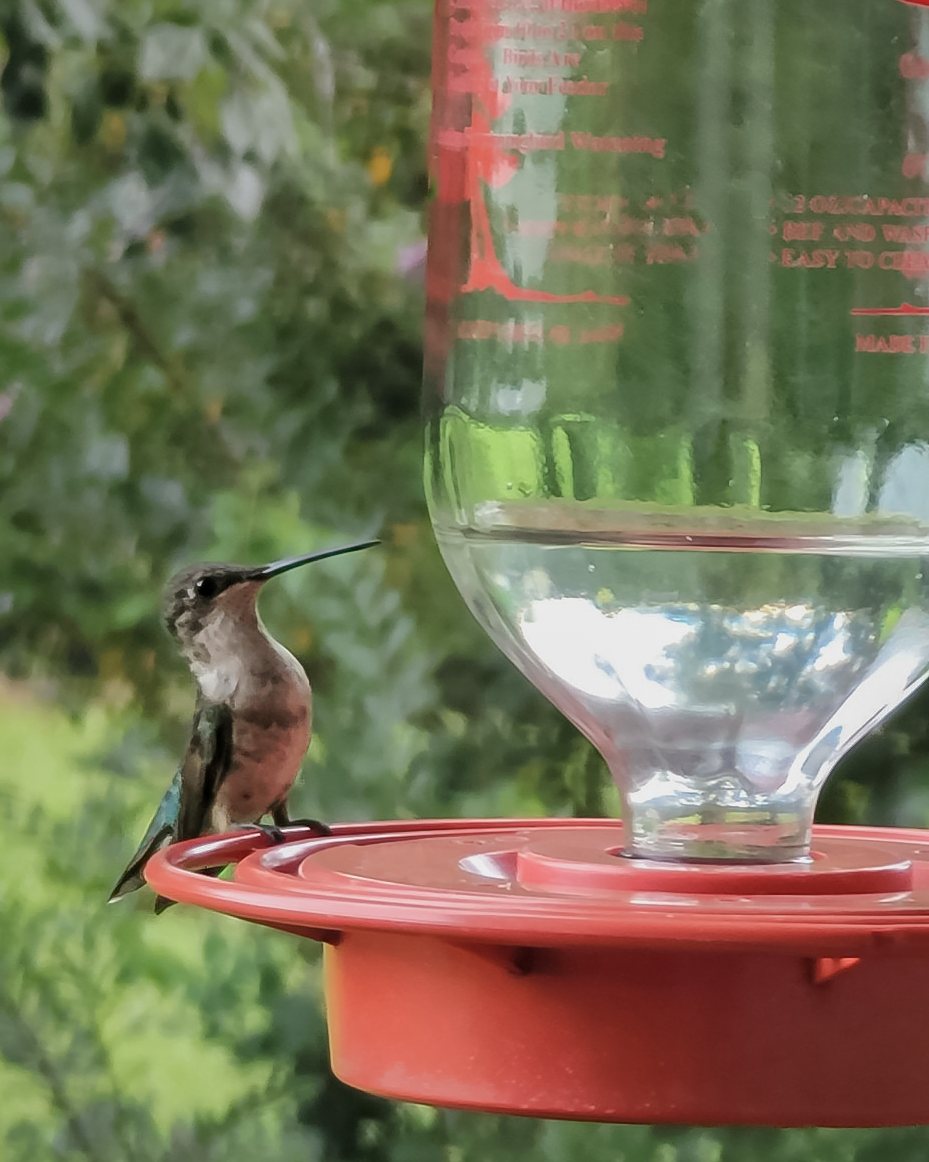 Juvenile male ruby-throated hummingbird perched on the rim of a red hummingbird feeder, appearing to watch the surrounding area.