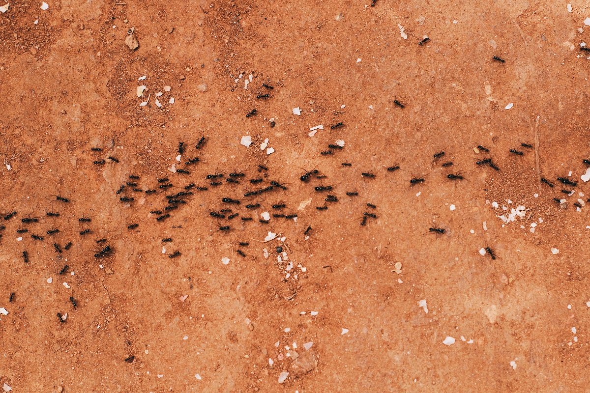 Numerous black ants form a loose foraging trail across a reddish-brown ground surface.