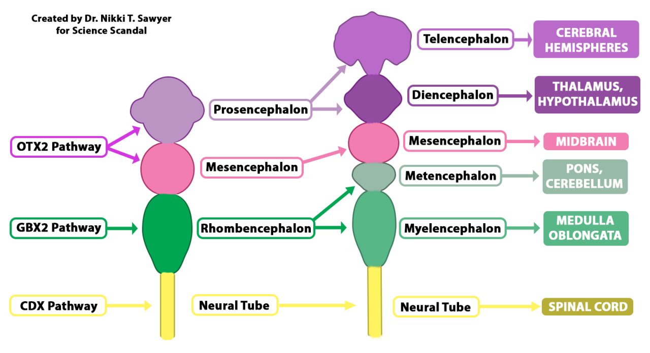Diagram showing early brain development from three primary brain vesicles to five secondary brain vesicles and their major adult derivatives. The OTX2 pathway is shown giving rise to the prosencephalon and mesencephalon, the GBX2 pathway to the rhombencephalon, and the CDX pathway to the neural tube and spinal cord.