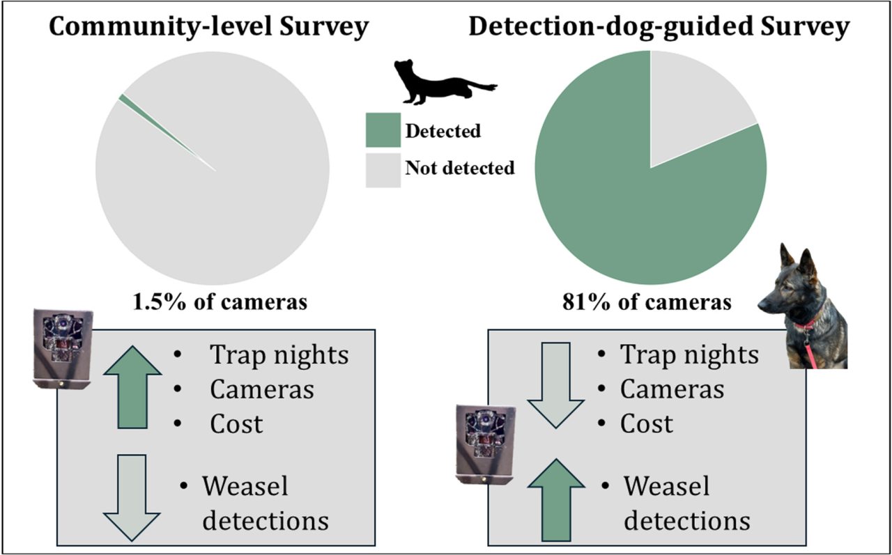 Graphical abstract comparing community-level camera surveys with detection-dog-guided camera placement for long-tailed weasels. Weasels were detected at 1.5% of broadly placed camera locations versus 81% of cameras placed in dog-identified focal areas.