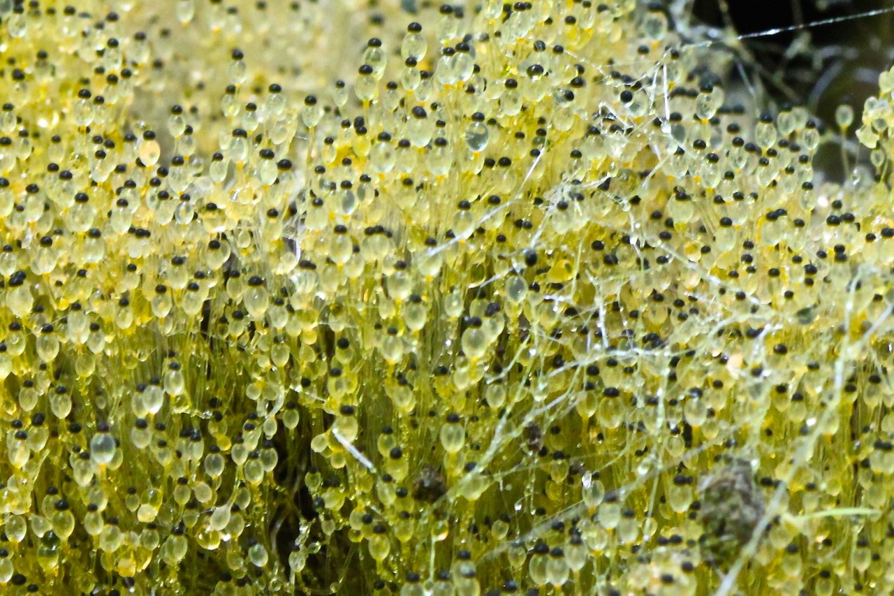 Dense cluster of Pilobolus kleinii sporangiophores, each with a translucent swollen vesicle topped by a small dark sporangium.