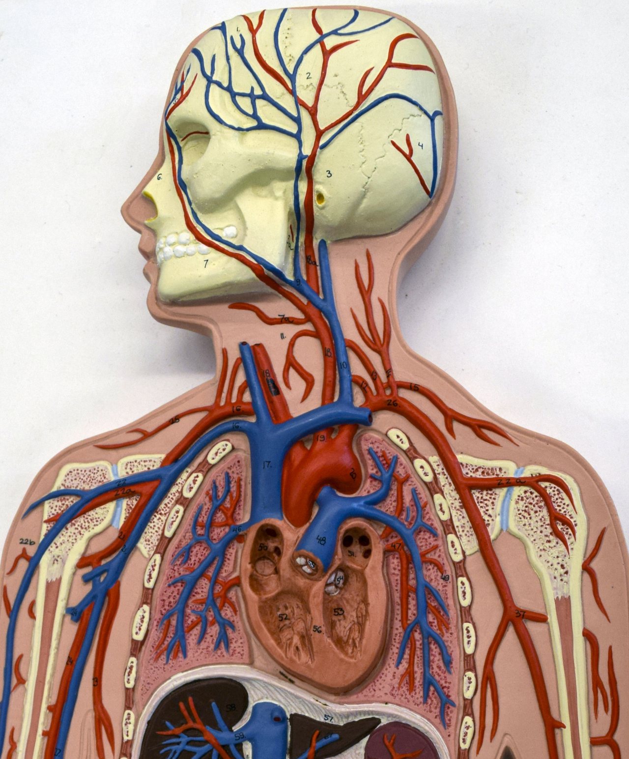 An anatomical model of the human head, neck, chest, and upper torso showing blood vessels color-coded red and blue. Red vessels represent blood carrying more oxygen, while blue vessels represent blood carrying less oxygen.