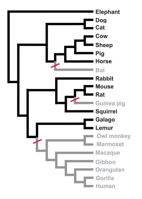 Simplified mammalian phylogenetic tree showing lineages that retained or lost vitamin C synthesis. Black branches indicate species that retained synthesis, while gray branches indicate lineages that lost it, including bats, guinea pigs, and haplorhine primates. Red slashes mark the approximate branch points where GULO function was lost.