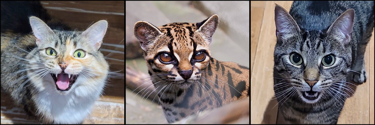 Three-panel comparison showing Millie meowing on the left, a close-up of Leopardus tilcayo in the center, and Millie’s brother Nitro meowing on the right.