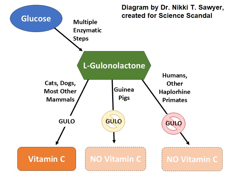 Simplified diagram of vitamin C synthesis showing glucose proceeding through multiple enzymatic steps to L-gulonolactone. Cats, dogs, and most other mammals use functional GULO to produce vitamin C, while guinea pigs and humans plus other haplorhine primates have nonfunctional GULO and do not produce vitamin C. The two GULO loss branches are shown with different symbols to indicate separate evolutionary histories.