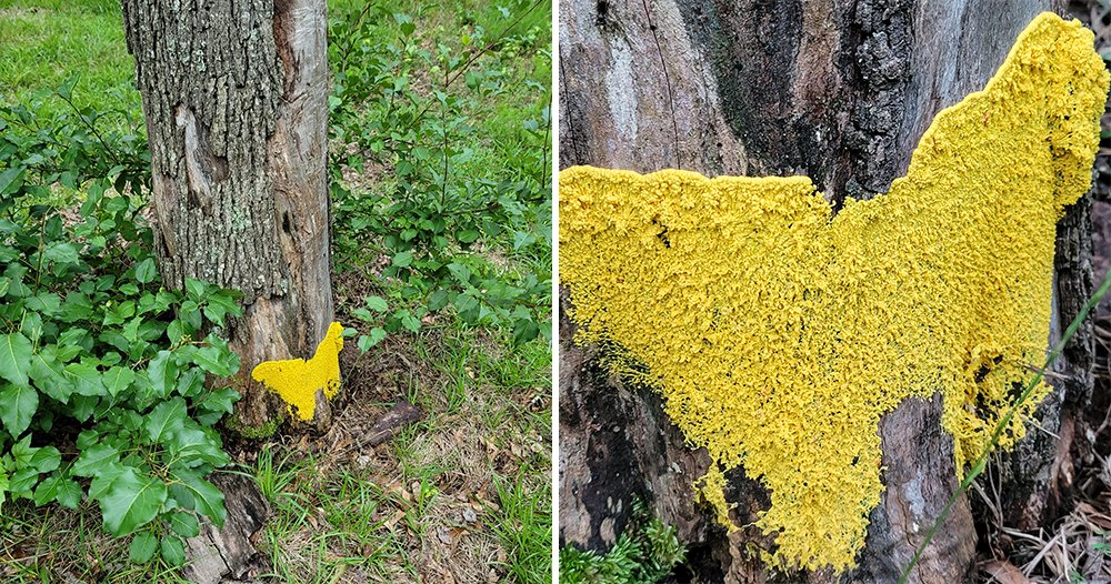Two-panel composite showing a bright yellow slime mold on a dead tree stump. The left panel shows the slime mold from a distance, where it resembles a giant yellow moth attached to the stump. The right panel shows a closer view revealing the textured, spreading surface of the organism.