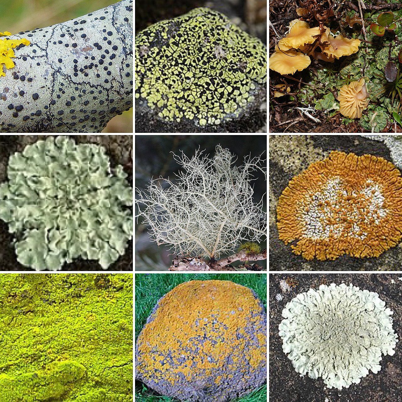 Collage showing multiple lichens with different colors, textures, and growth forms, including crusty, leafy, and shrubby types.