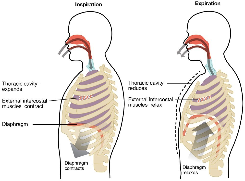 Diagram comparing inspiration and expiration, showing thoracic cavity expansion during inhalation with contraction of the diaphragm and external intercostal muscles, and thoracic cavity reduction during exhalation as those muscles relax.