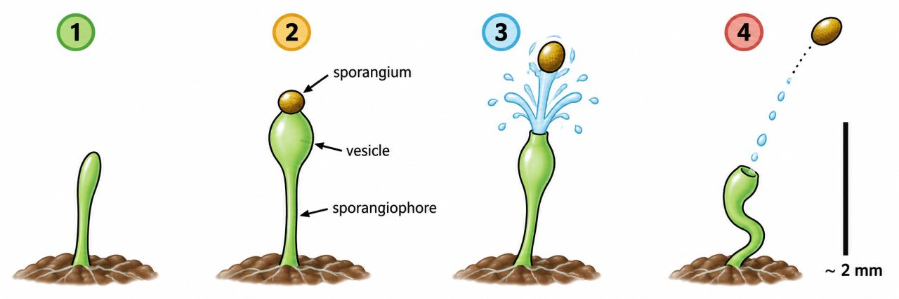 Four-stage diagram of Pilobolus sporangium launch. Stage 1 shows a young fungal stalk. Stage 2 labels the mature sporangiophore, swollen vesicle, and sporangium. Stage 3 shows the sporangium being propelled upward by a jet of fluid. Stage 4 shows the sporangium continuing along its flight path while the discharged stalk bends below.