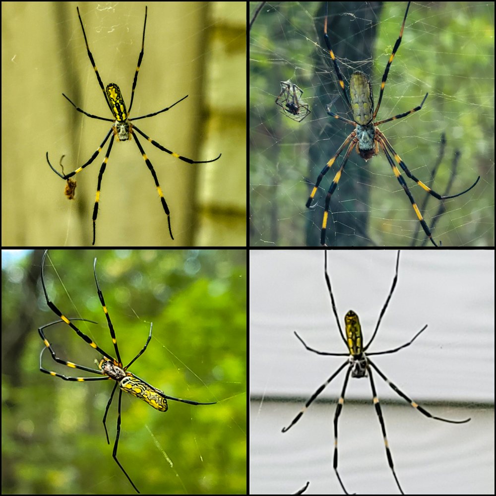 Four-panel collage showing variation in the dorsal appearance of Joro spiders (Trichonephila clavata). The spiders differ noticeably in abdominal color and pattern, ranging from bright yellow-and-black markings to paler grayish-yellow and more mottled or wavy patterns. All have elongated bodies and very long dark legs with yellow or orange banding.