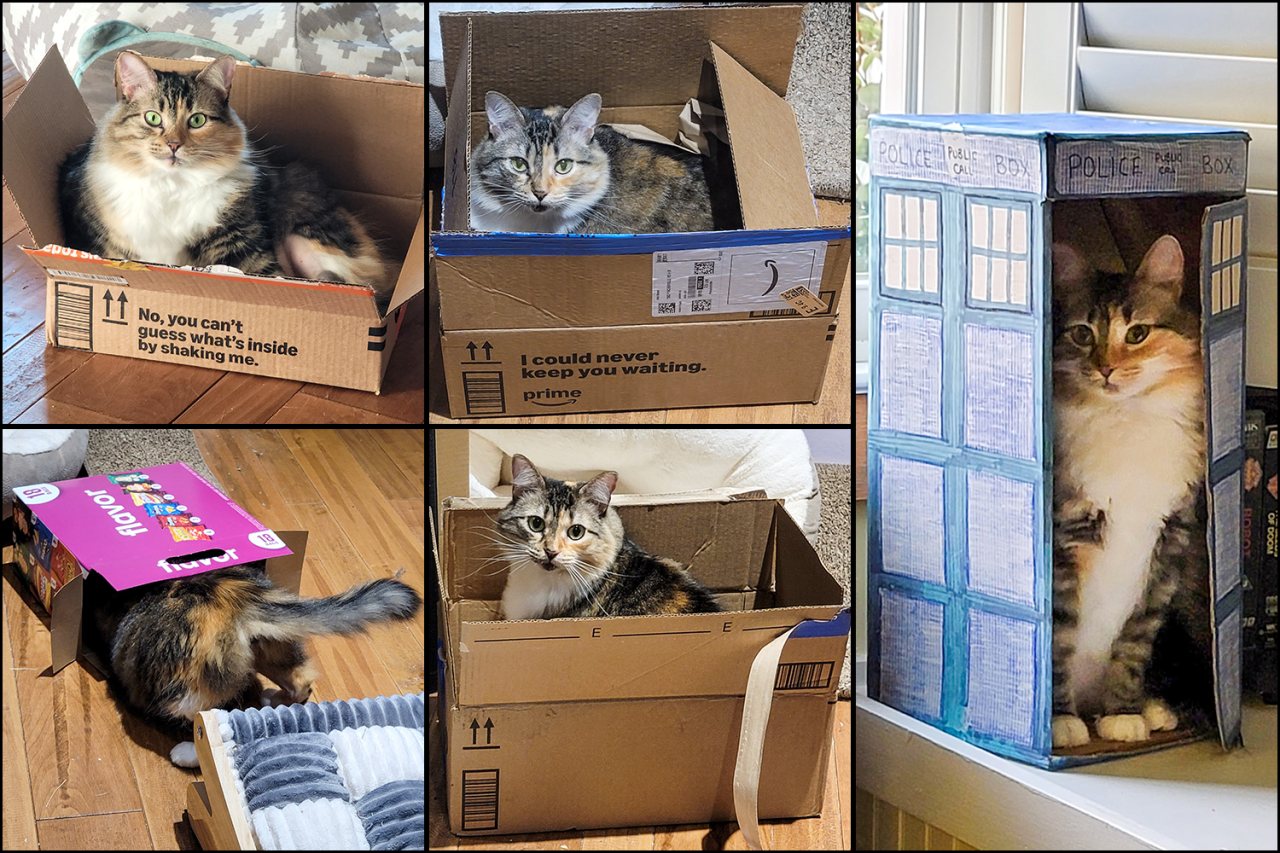 Collage of five photographs showing Millie the cat sitting in, climbing into, or occupying different cardboard boxes, including a tall TARDIS-themed box and one box positioned beside an unused fluffy cat bed.