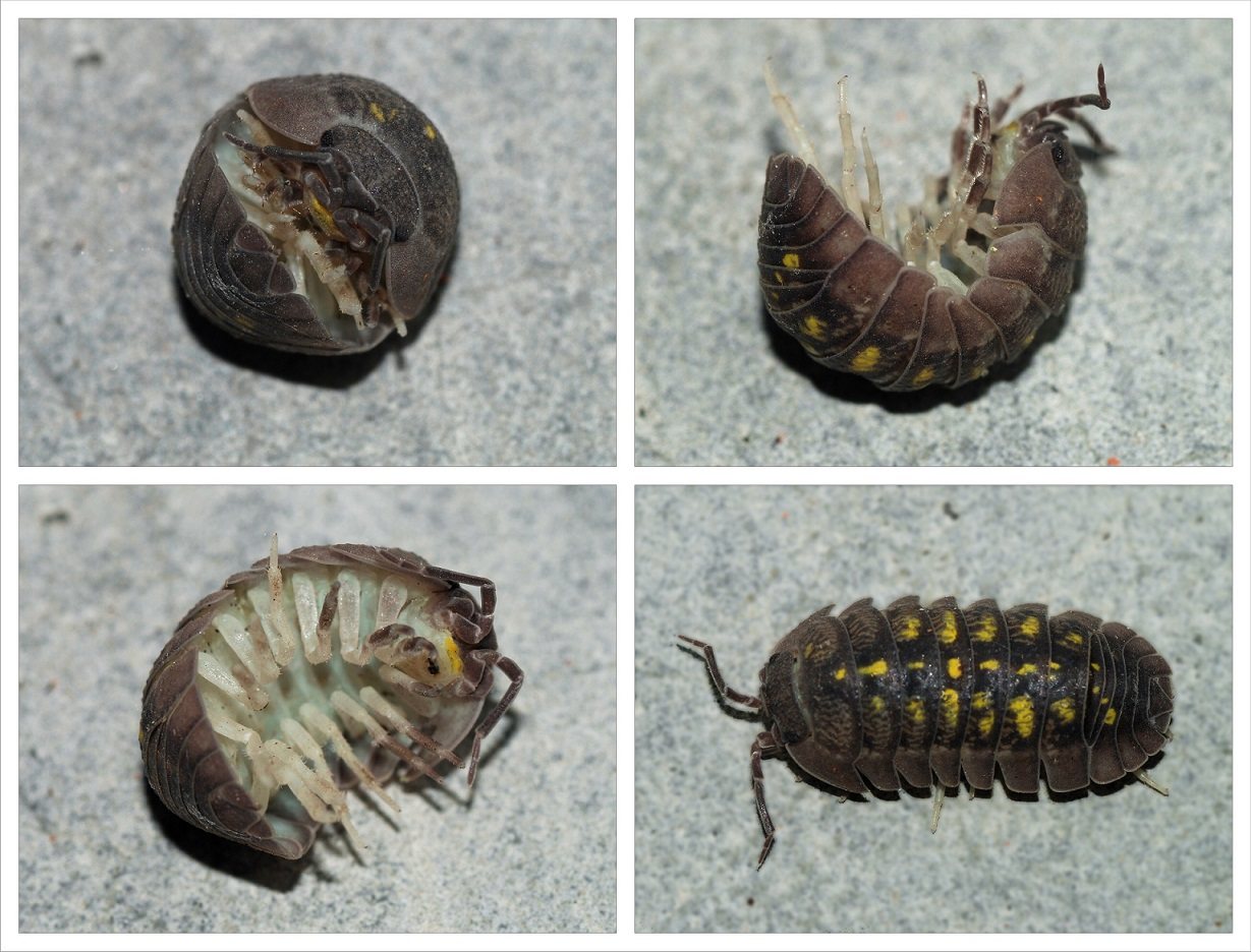 Four photographs of a Mediterranean pill woodlouse, Armadillidium granulatum, showing the animal rolled into a tight ball, partly unrolling, exposing its pale underside and legs, and fully extended from above.