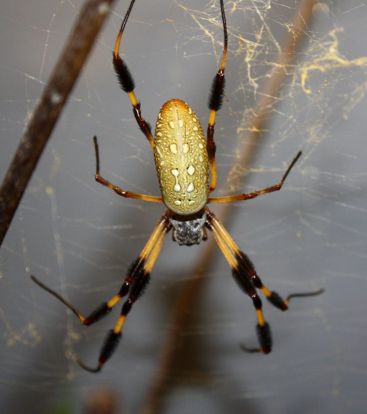 Dorsal view of a female golden silk orb-weaver (Trichonephila clavipes) showing an elongated golden-yellow abdomen with pale spots and long orange-and-black legs bearing conspicuous dark brush-like hair tufts.