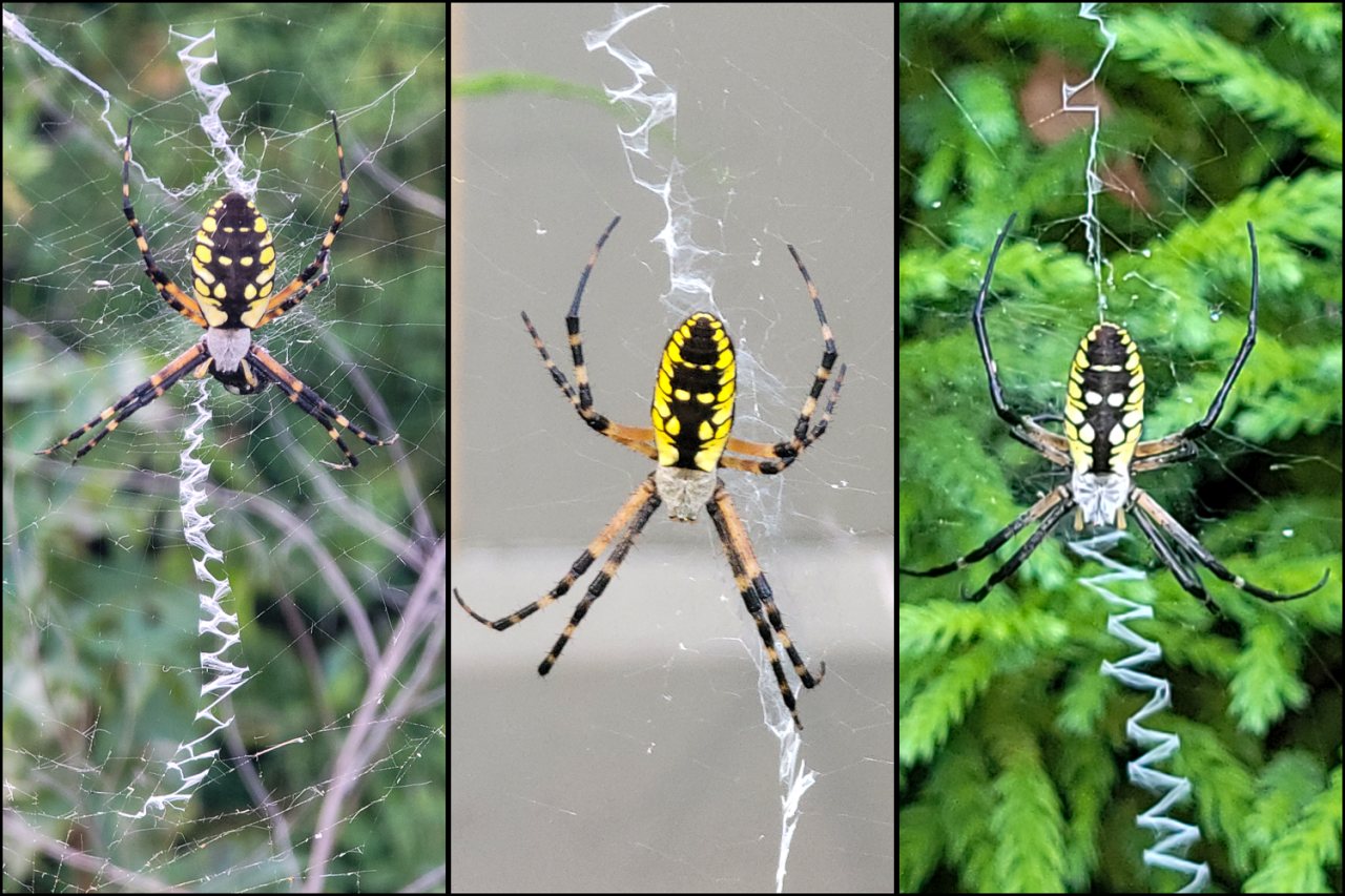 Three-panel collage showing yellow garden spiders (Argiope aurantia) in their webs with different forms of the white zigzag stabilimentum. In the left panel, the stabilimentum is prominent above and below the spider. In the middle panel, the zigzag is more irregular and partly reduced. In the right panel, the upper portion is less clear while the lower zigzag is bold and conspicuous.
