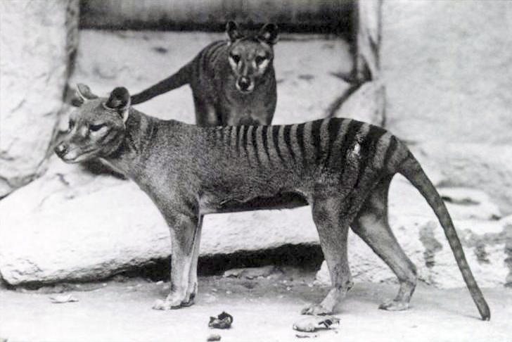 Black-and-white historical photograph of two thylacines in captivity, showing their dog-like heads, long bodies, and distinctive dark stripes across the back and rump.