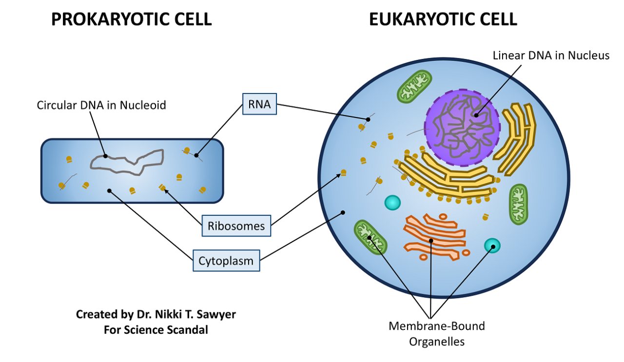 Comparison diagram of a prokaryotic cell and a eukaryotic cell, showing that both contain DNA, RNA, ribosomes, and cytoplasm, while the eukaryotic cell also contains a nucleus and membrane-bound organelles.