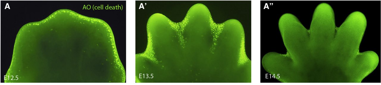 Three fluorescence images of developing mouse footplates at embryonic days 12.5, 13.5, and 14.5. Bright green staining marks cell death in the tissue between the developing digits, which becomes progressively reduced as the toes separate.