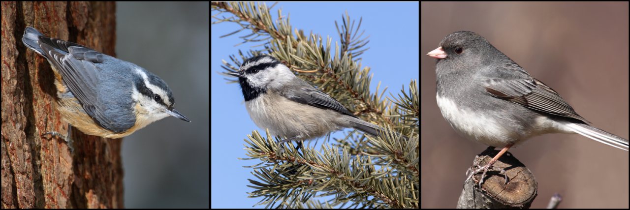 Three-panel composite image showing bird species used in cache-observer experiments. Panel A shows a red-breasted nuthatch clinging headfirst to tree bark. Panel B shows a mountain chickadee perched on a conifer branch. Panel C shows a dark-eyed junco perched on a cut branch.