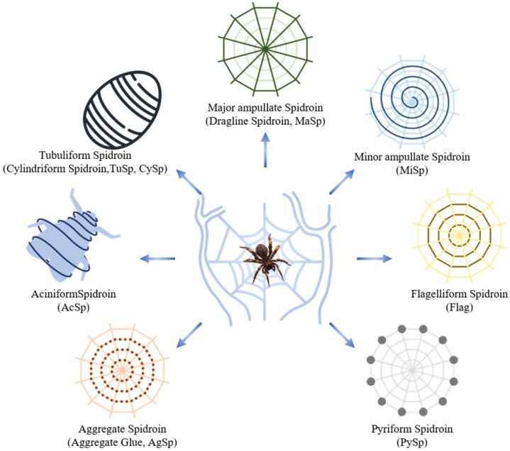 Circular schematic showing several types of spider silk produced for different biological functions. Major ampullate and minor ampullate spidroins are associated with structural web threads, flagelliform spidroin with capture silk, pyriform spidroin with attachment discs, aggregate spidroin with adhesive glue, aciniform spidroin with prey wrapping, and tubuliform or cylindriform spidroin with egg-case silk.