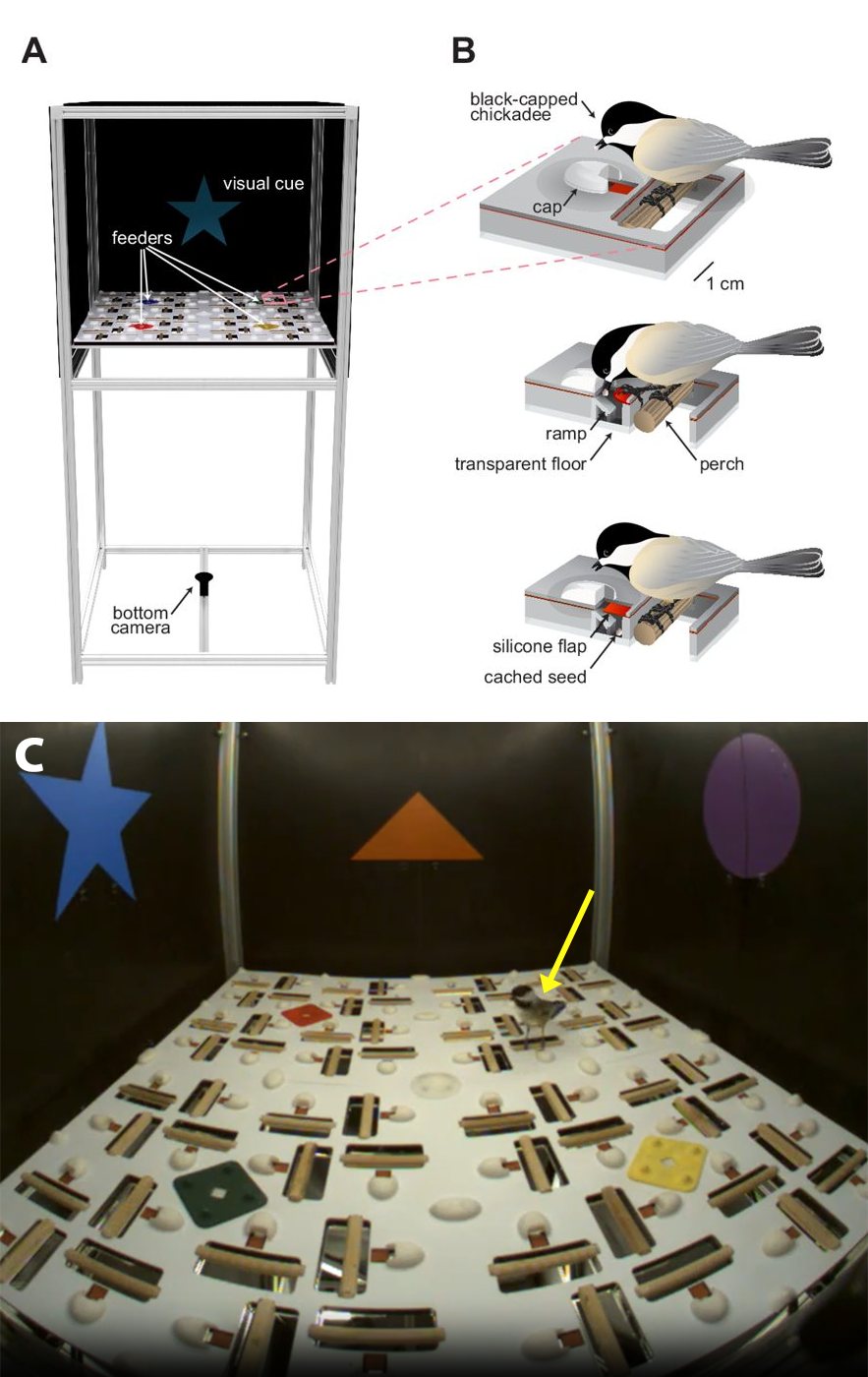 Three-panel scientific figure showing the experimental setup used to study memory in black-capped chickadees. Panel A diagrams the arena with feeders, caching sites, visual cues, and a camera. Panel B illustrates a chickadee hiding a seed beneath a silicone flap. Panel C shows an actual chickadee inside the experimental arena, identified by a yellow arrow.