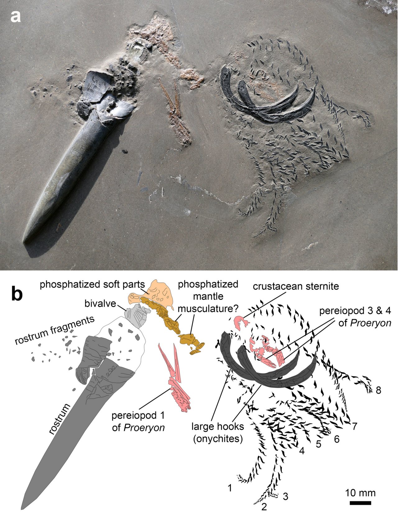 Photograph and interpretive drawing of the Jurassic belemnite Passaloteuthis bisulcata. The fossil preserves the long hard rostrum, fragments of the internal shell, parts of the soft body, arm hooks, and remains of crustacean prey.