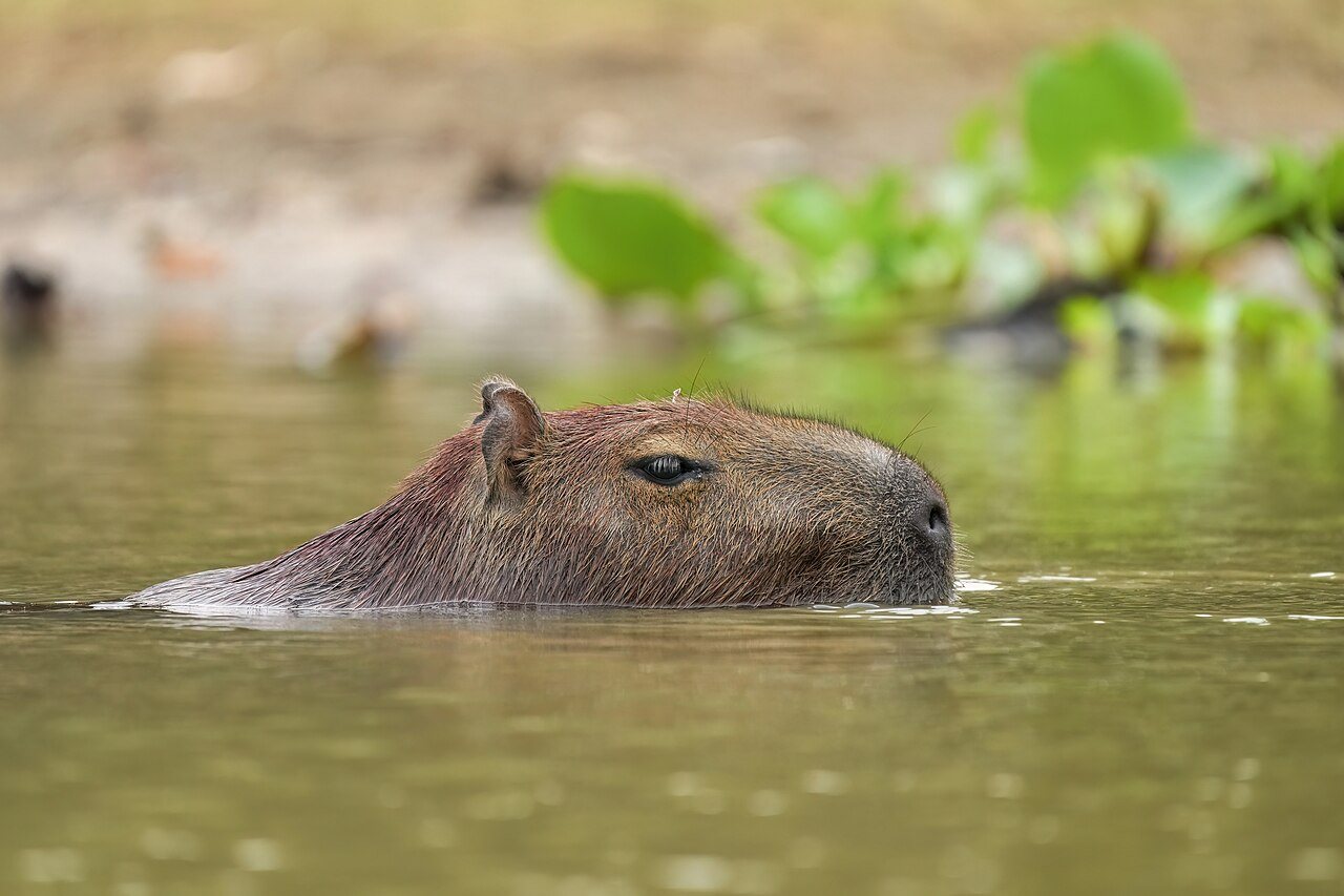 A modern capybara swims through a river with only its head and upper back above the water.