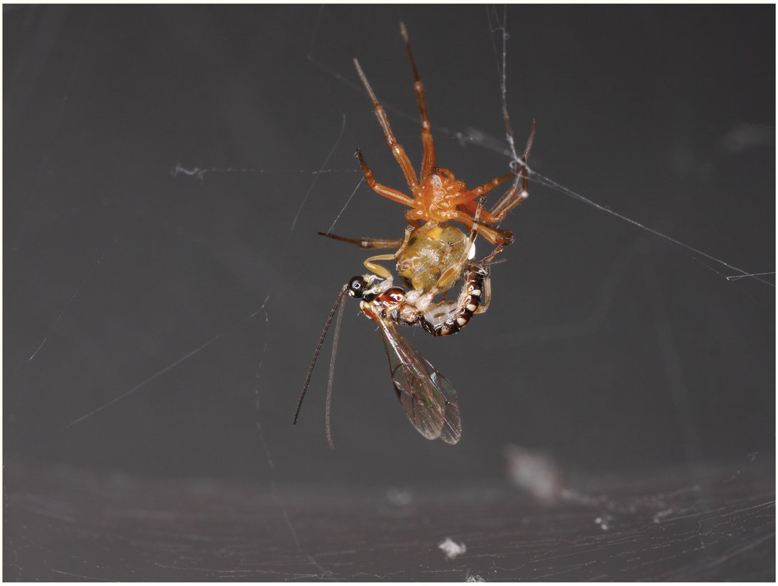 A parasitoid wasp hangs beneath a spider in its web while laying an egg on the spider’s body. The spider is orange-brown, and the wasp is black, white, and reddish with clear wings.