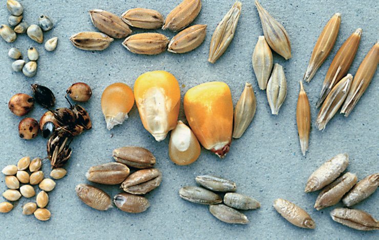 Close-up photograph of assorted cereal grains arranged on a gray surface, including pearl millet, rice, barley, sorghum, corn, oats, millet, wheat, rye, and triticale.