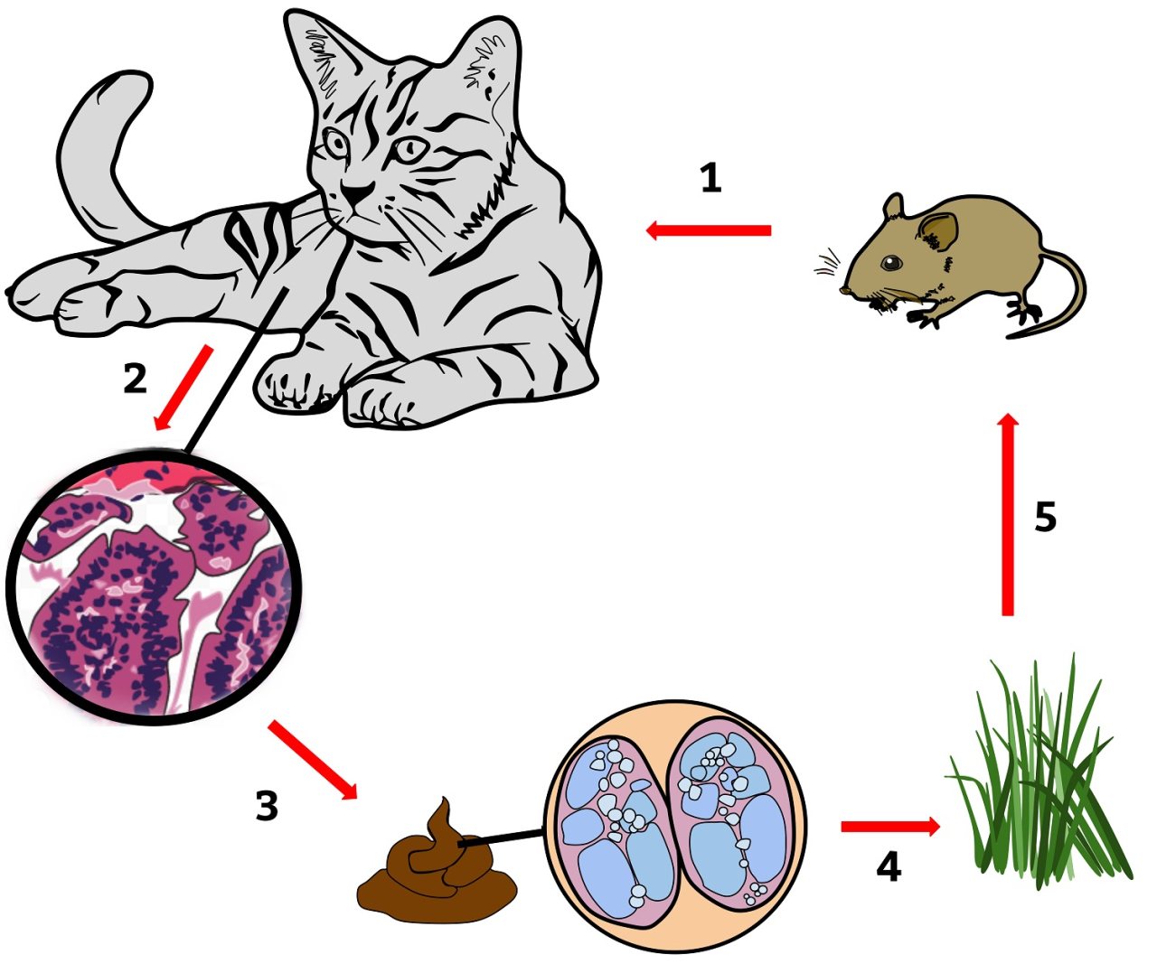 Illustrated five-stage life cycle of Toxoplasma gondii. A cat eats an infected mouse, the parasite reproduces in the cat, parasite eggs called oocysts are shed in feces, environmental contamination exposes other animals to infection, and an infected mouse may eventually be eaten by another cat. Red arrows connect the stages.