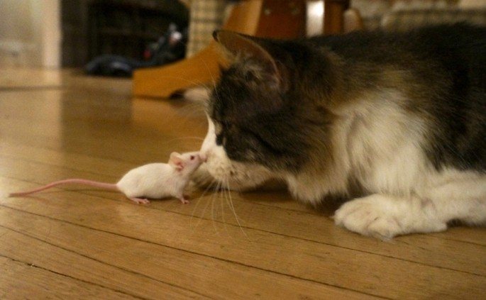A large gray-and-white cat lowers its head toward a small white mouse on a wooden floor. The mouse remains close to the cat rather than fleeing.