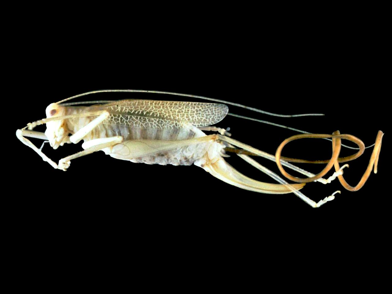 A long, slender horsehair worm (Spinochordodes tellinii) emerges from the abdomen of a green oak bush-cricket (Meconema thalassinum) against a black background. The worm extends well beyond the insect's body in several loops.