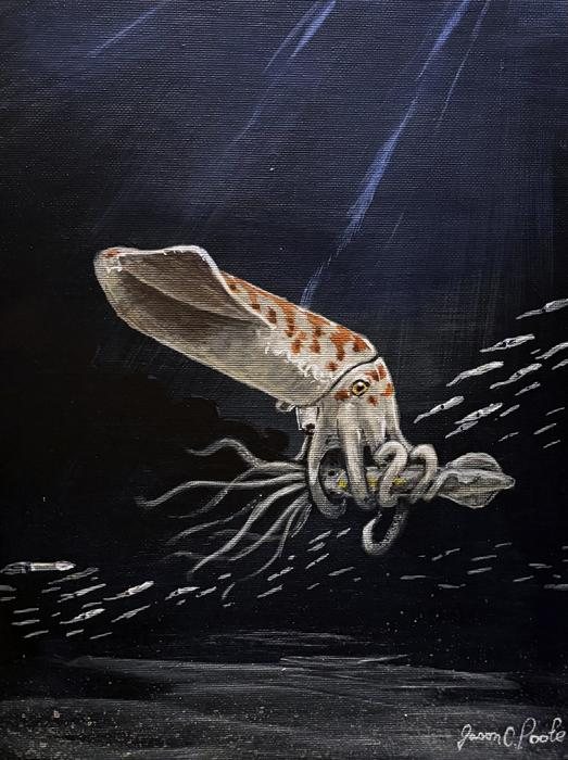 Illustration of the Jurassic belemnite Wyoteuthis linsterorum swimming in dark water while grasping a smaller cephalopod-like animal with its arms.