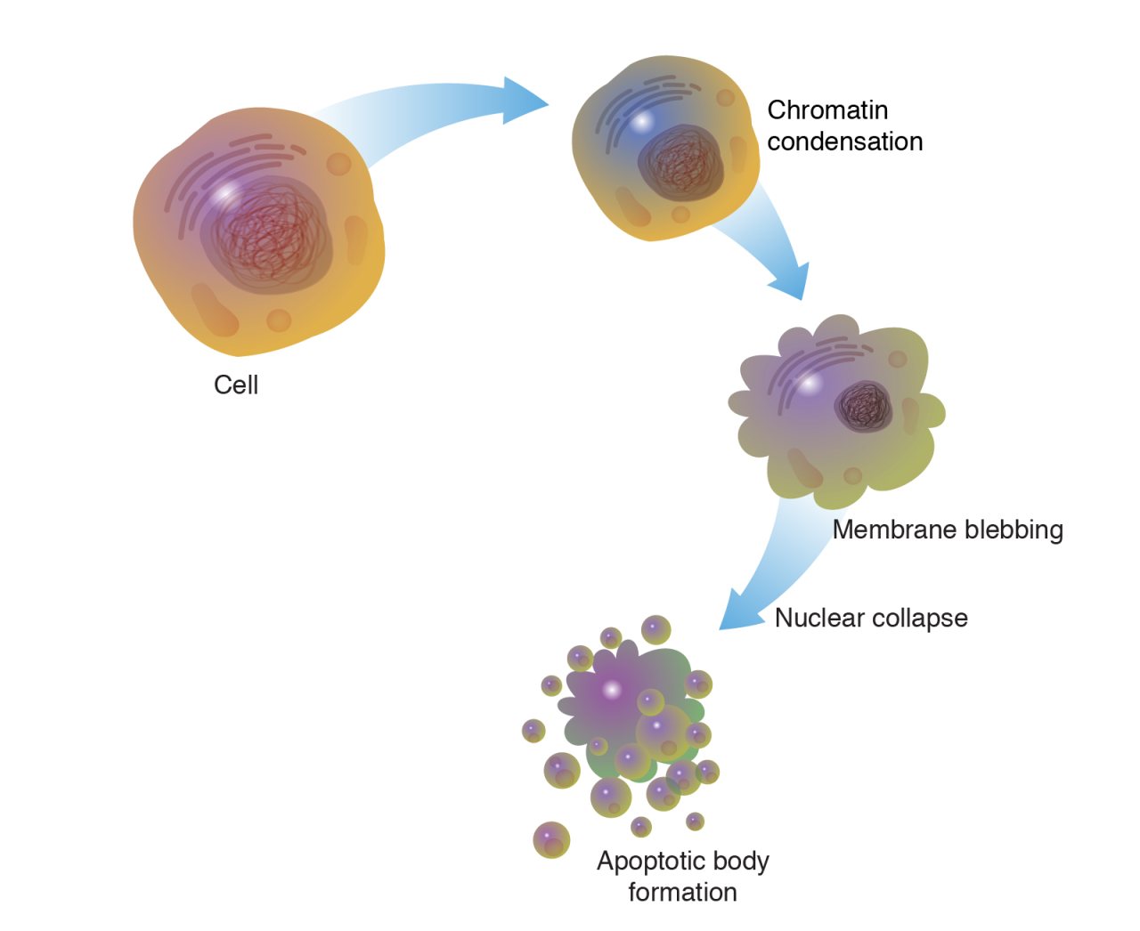 Illustration showing the stages of apoptosis. A normal cell progresses through chromatin condensation, membrane blebbing, nuclear collapse, and finally breaks into small membrane-bound apoptotic bodies.