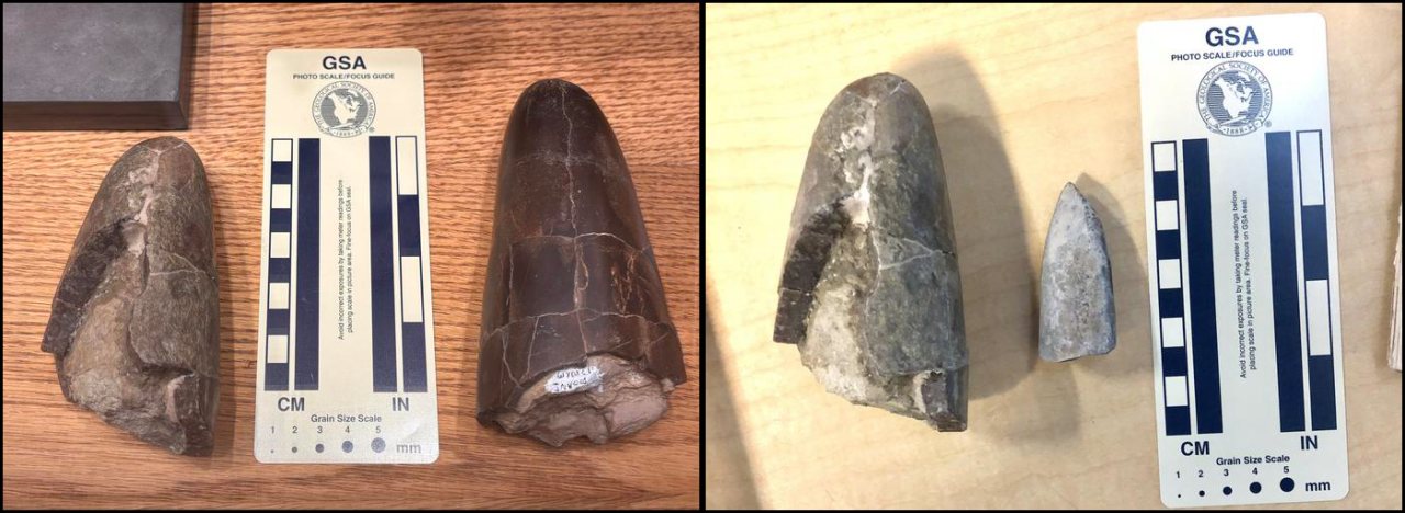 Two-panel comparison image of Jurassic belemnite rostra. The left panel shows the holotype and paratype of Wyoteuthis linsterorum beside a scale card. The right panel shows a Wyoteuthis linsterorum specimen beside a much smaller rostrum from the common belemnite Pachyteuthis for size comparison.