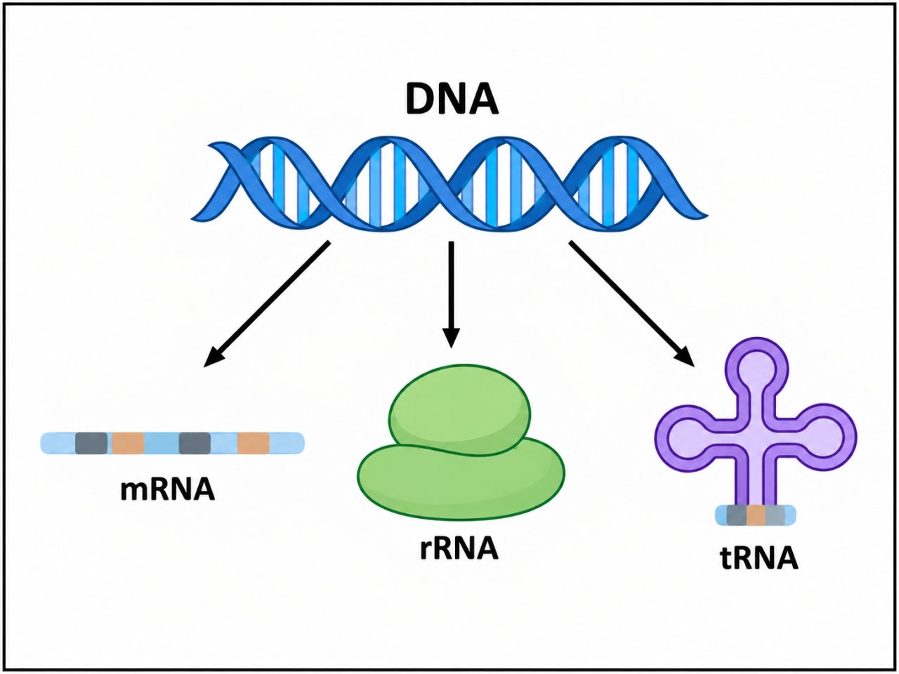 Diagram showing DNA at the top with arrows leading to three different RNA types: messenger RNA (mRNA), ribosomal RNA (rRNA), and transfer RNA (tRNA).