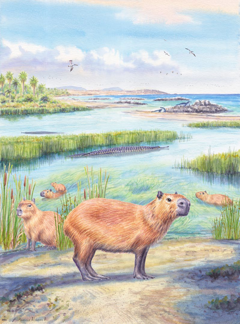 Paleoenvironmental reconstruction showing several Cardiatherium capybara relatives standing and swimming in a lush late-Miocene coastal wetland with reeds, palms, and forest vegetation in northern Chile.