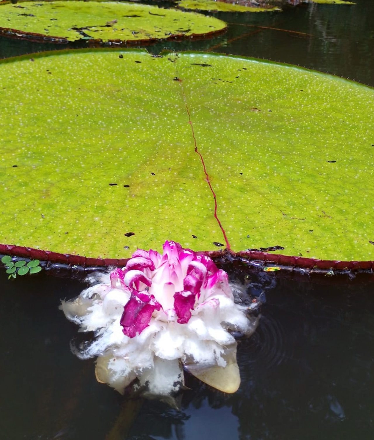 A pink-and-white Victoria colombiana flower partially floating in dark water beside an enormous, circular green waterlily leaf with a raised reddish rim. Several additional giant leaves are visible in the background.