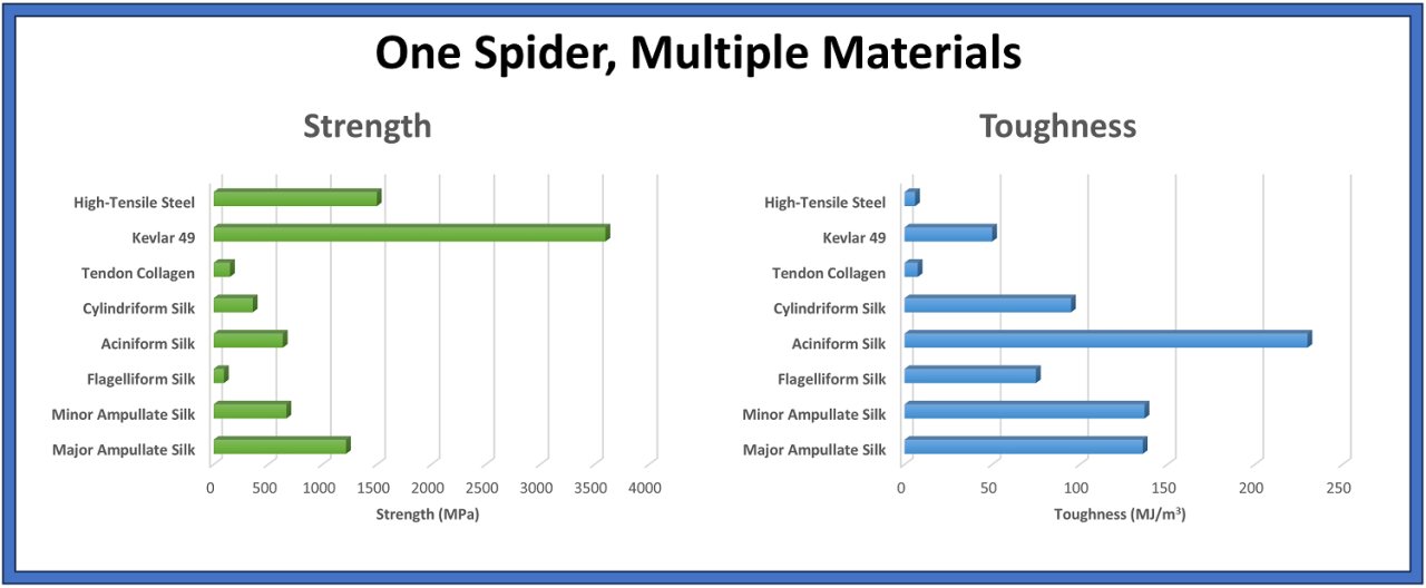 Two horizontal bar charts titled “One Spider, Multiple Materials” compare tensile strength and toughness for five silk types from Argiope argentata with tendon collagen, Kevlar 49, and high-tensile steel. Major ampullate silk has the highest strength among the five spider silks, while aciniform silk has the highest toughness.