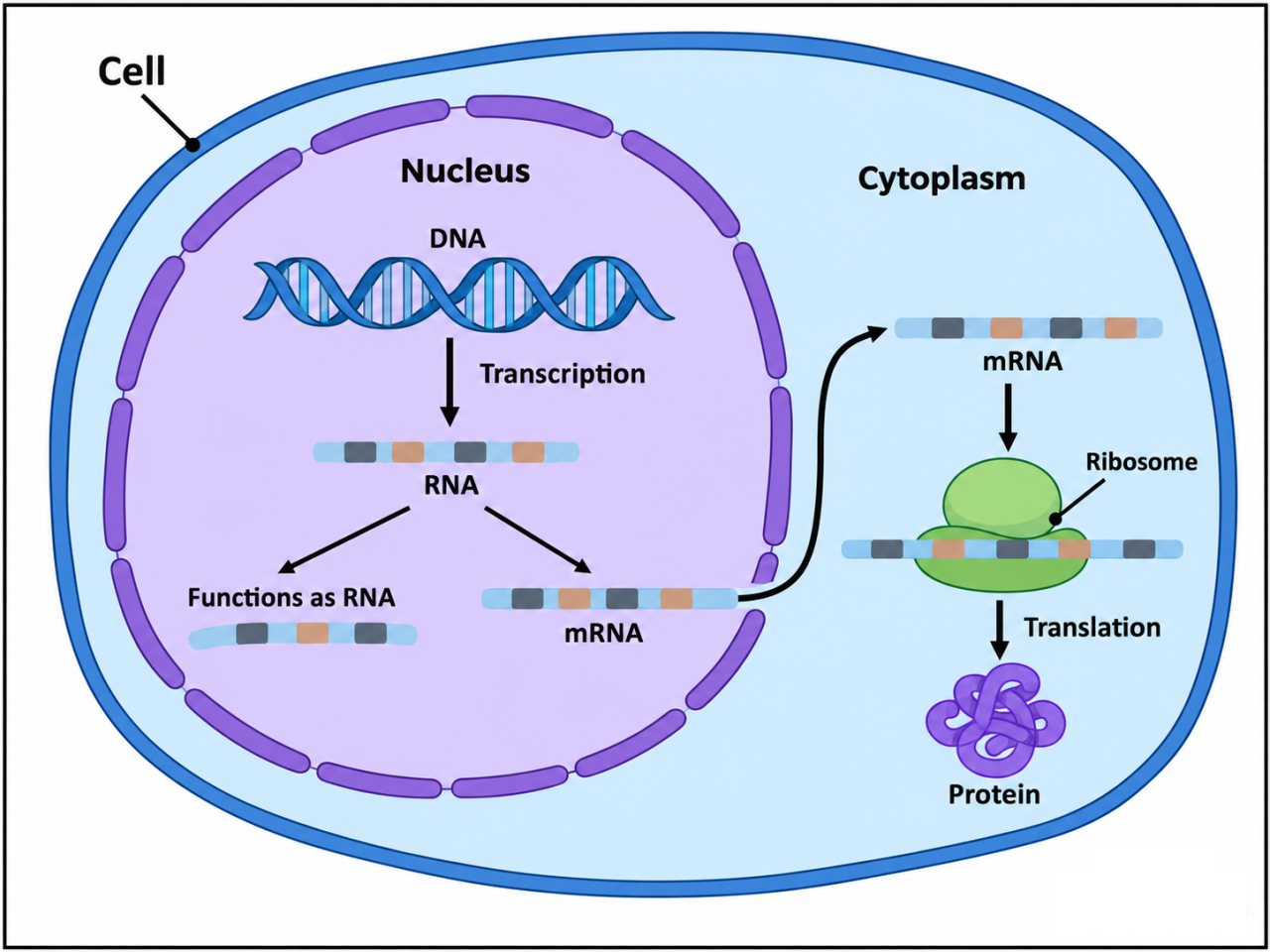 Diagram of genetic information flow inside a eukaryotic cell. DNA in the nucleus is transcribed into RNA. Some RNA functions directly as RNA, while messenger RNA leaves the nucleus and moves into the cytoplasm, where a ribosome translates it into protein.