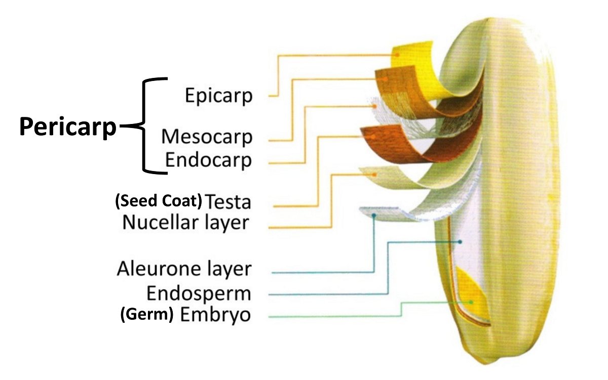 Annotated diagram of a rice grain cross-section showing the pericarp with its epicarp, mesocarp, and endocarp layers; the seed coat (testa); nucellar layer; aleurone layer; endosperm; and embryo (germ).