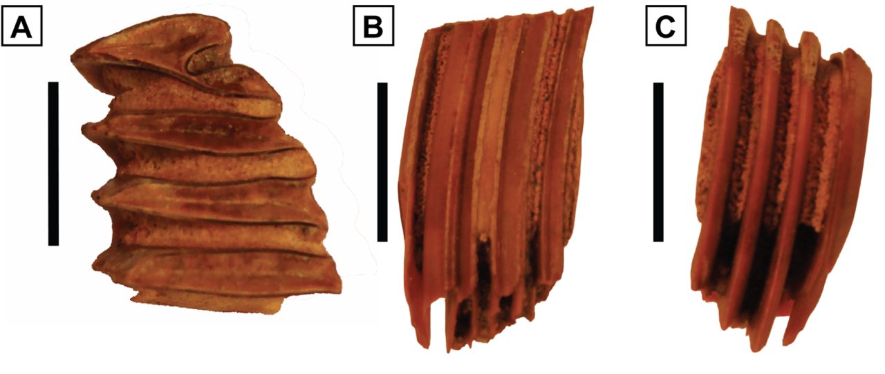 Three views of fossil specimen MPC-3000, a partial upper third molar from the extinct capybara relative Cardiatherium, shown in occlusal, lingual, and labial views with a 5 mm scale bar.