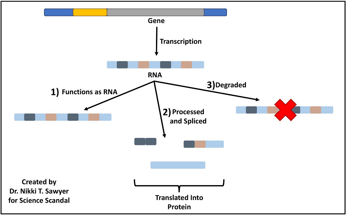 Diagram showing several possible fates of RNA after transcription from a gene. One branch shows RNA functioning directly as RNA, a second shows RNA being processed and spliced before translation into protein, and a third shows RNA being degraded.