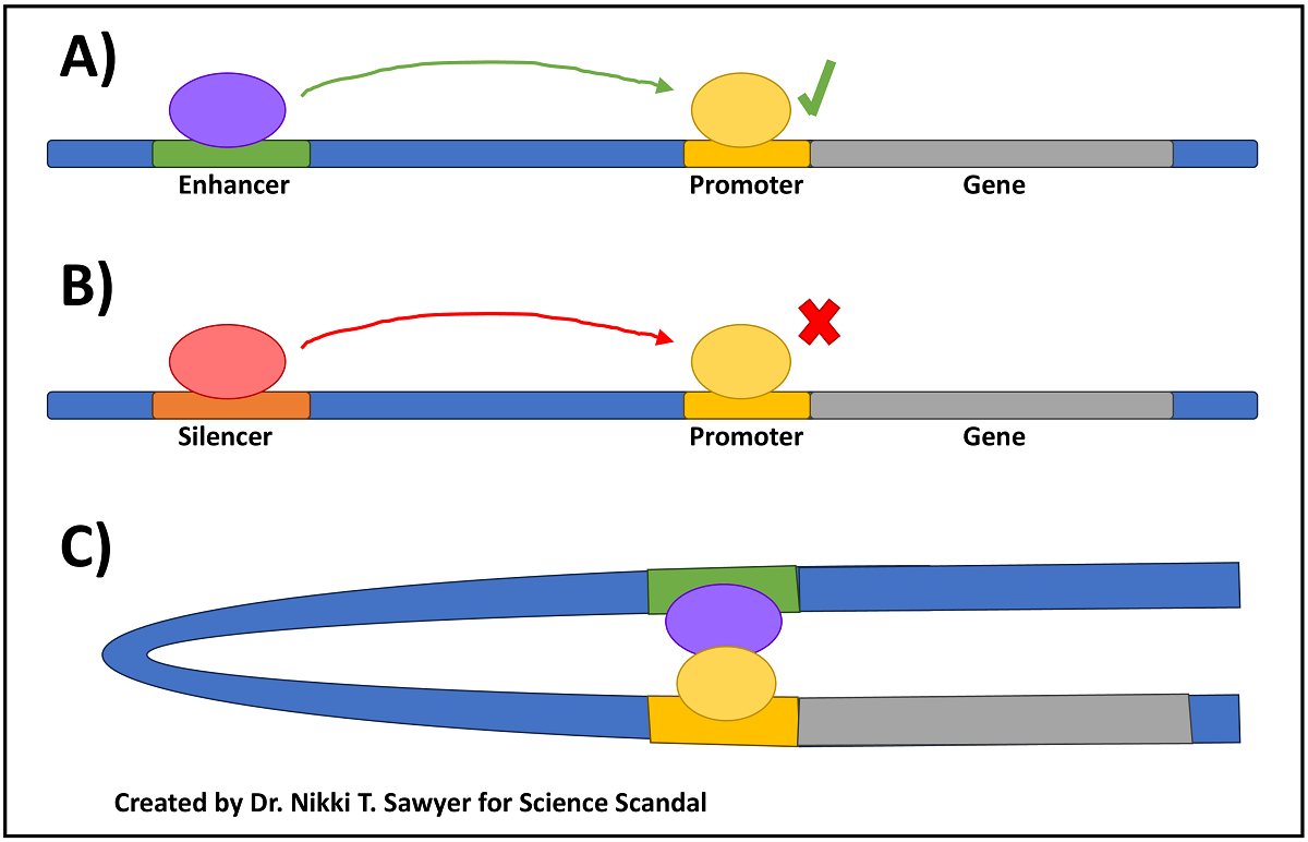 Three-panel diagram showing how regulatory DNA elements can influence gene transcription. Panel A shows a regulatory protein bound to an enhancer promoting activity at a gene’s promoter. Panel B shows a regulatory protein bound to a silencer repressing promoter activity. Panel C shows DNA bending to bring a distant enhancer-bound regulatory protein close to the promoter.