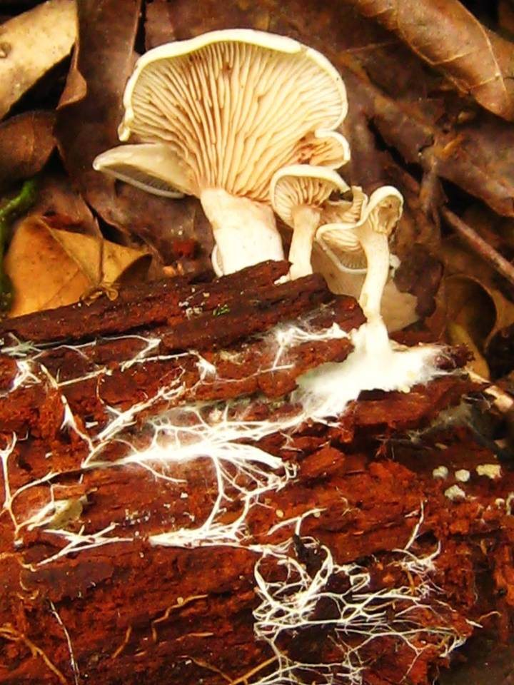 Pale Clitocybe mushrooms growing from decaying wood, with white threadlike mycelium spreading visibly through the wood beneath the fruiting bodies.