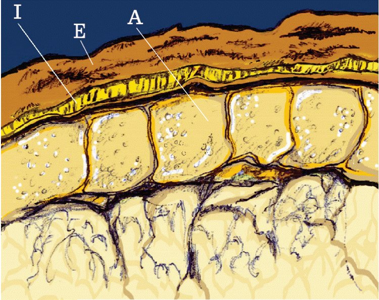 Illustration of wheat bran layers surrounding the inner grain. Labels identify an outer layer, an intermediate layer, and the aleurone layer, showing how several tissues contribute to what is collectively called bran.