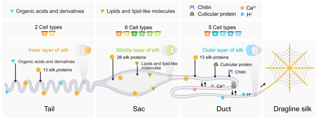 Simplified diagram of dragline-silk production in the major ampullate gland of the Joro spider Trichonephila clavata. The gland is divided into tail, sac, and duct regions containing different cell types, proteins, and chemical components. As silk moves through the gland, inner, middle, and outer layers are assembled before the finished dragline fiber emerges.