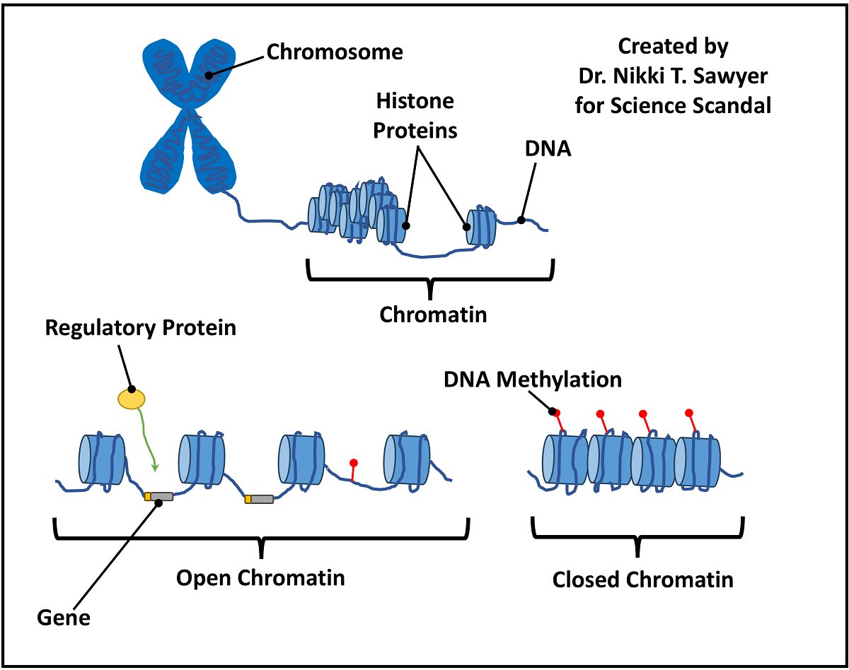 Diagram showing chromosome organization and chromatin accessibility. The upper portion shows a chromosome containing chromatin made of DNA wrapped around histone proteins. The lower portion compares open chromatin, where a regulatory protein can access a gene, with closed chromatin, where DNA is more tightly packed and less accessible. DNA methylation marks are shown on both forms, with more methylation illustrated on the closed chromatin.