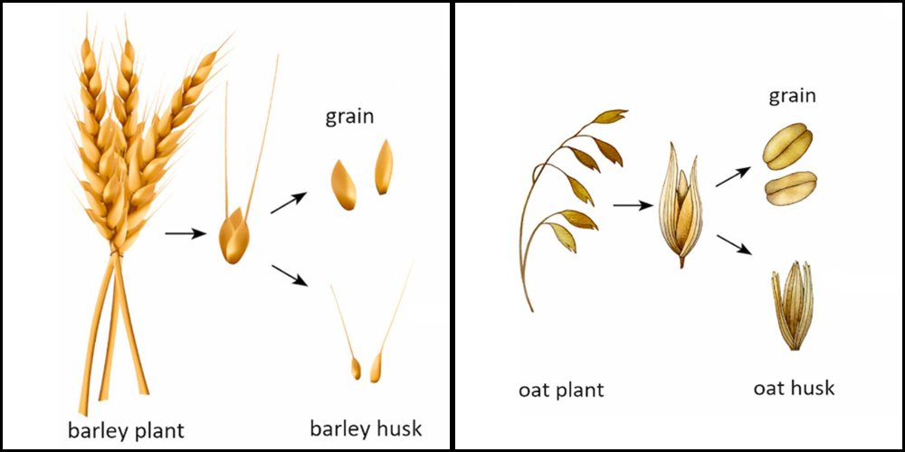 Two-panel botanical comparison showing barley and oat plants with arrows indicating the grain and the surrounding husk. In both cereals, the husk or hull remains around the grain and is derived from floral bracts.