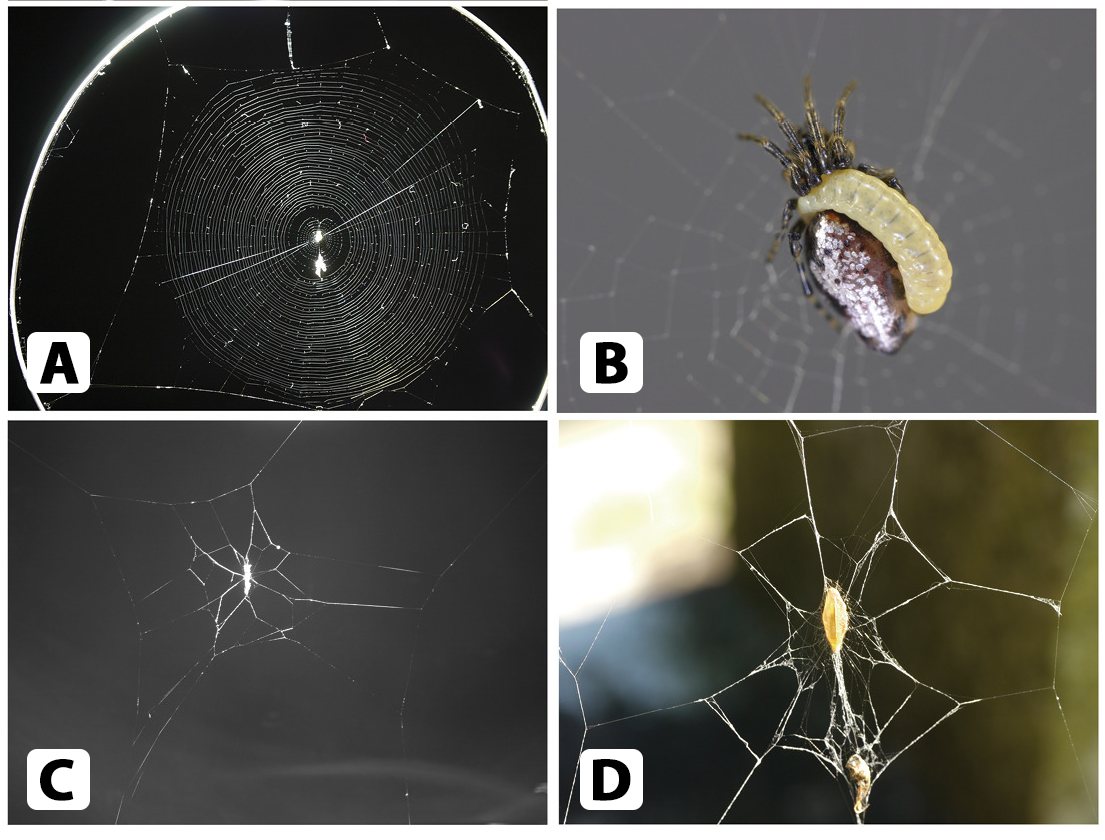 Four-panel composite showing stages in parasitoid wasp manipulation of a spider host. Panel A shows a normal orb web. Panel B shows a spider carrying a pale wasp larva on its abdomen. Panel C shows a simplified modified web with a reduced central structure. Panel D shows a wasp cocoon suspended on the modified web.